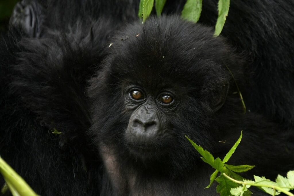 Bwindi Gorilla Safari