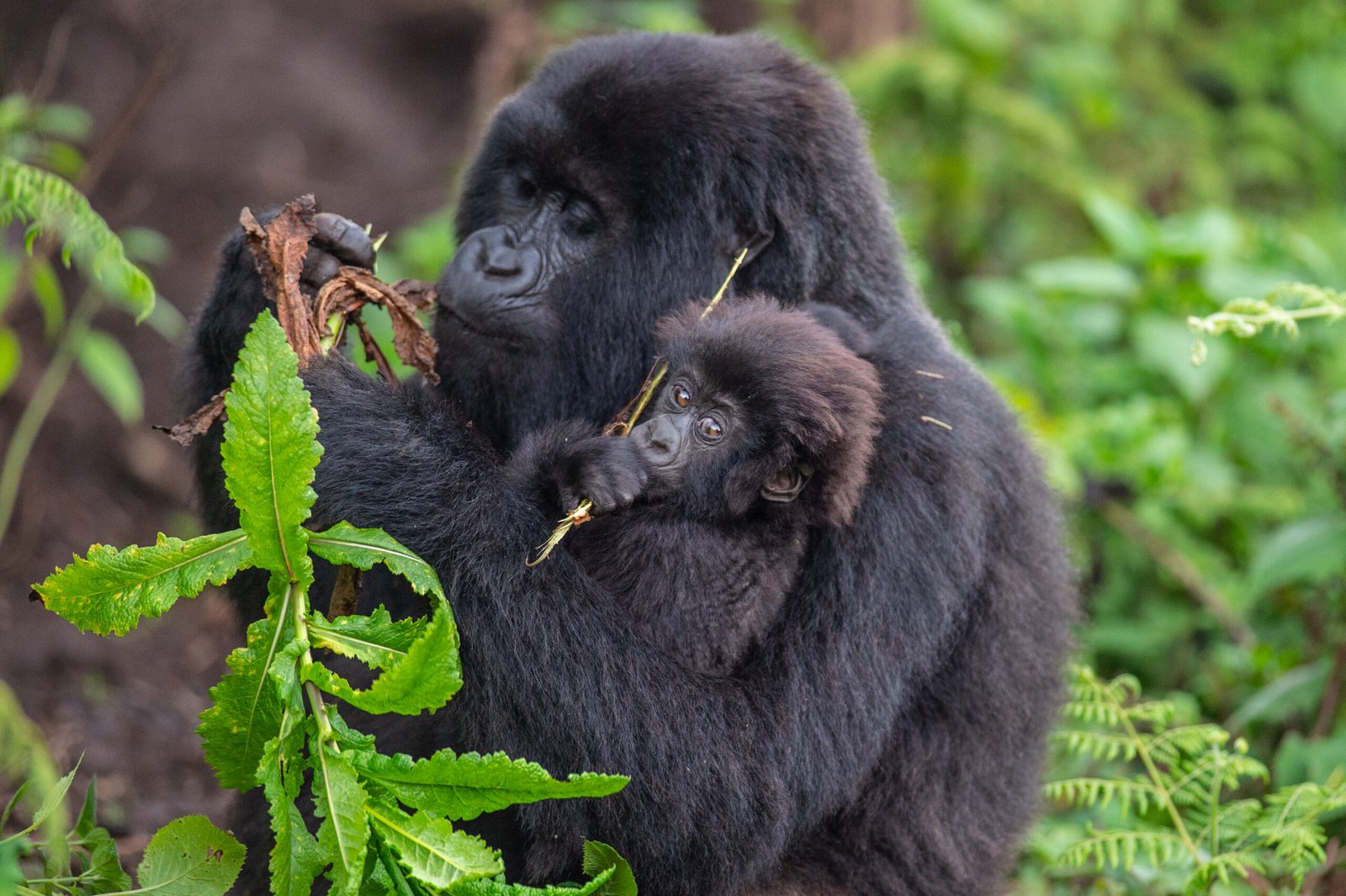 Gorilla Trekking Rwanda