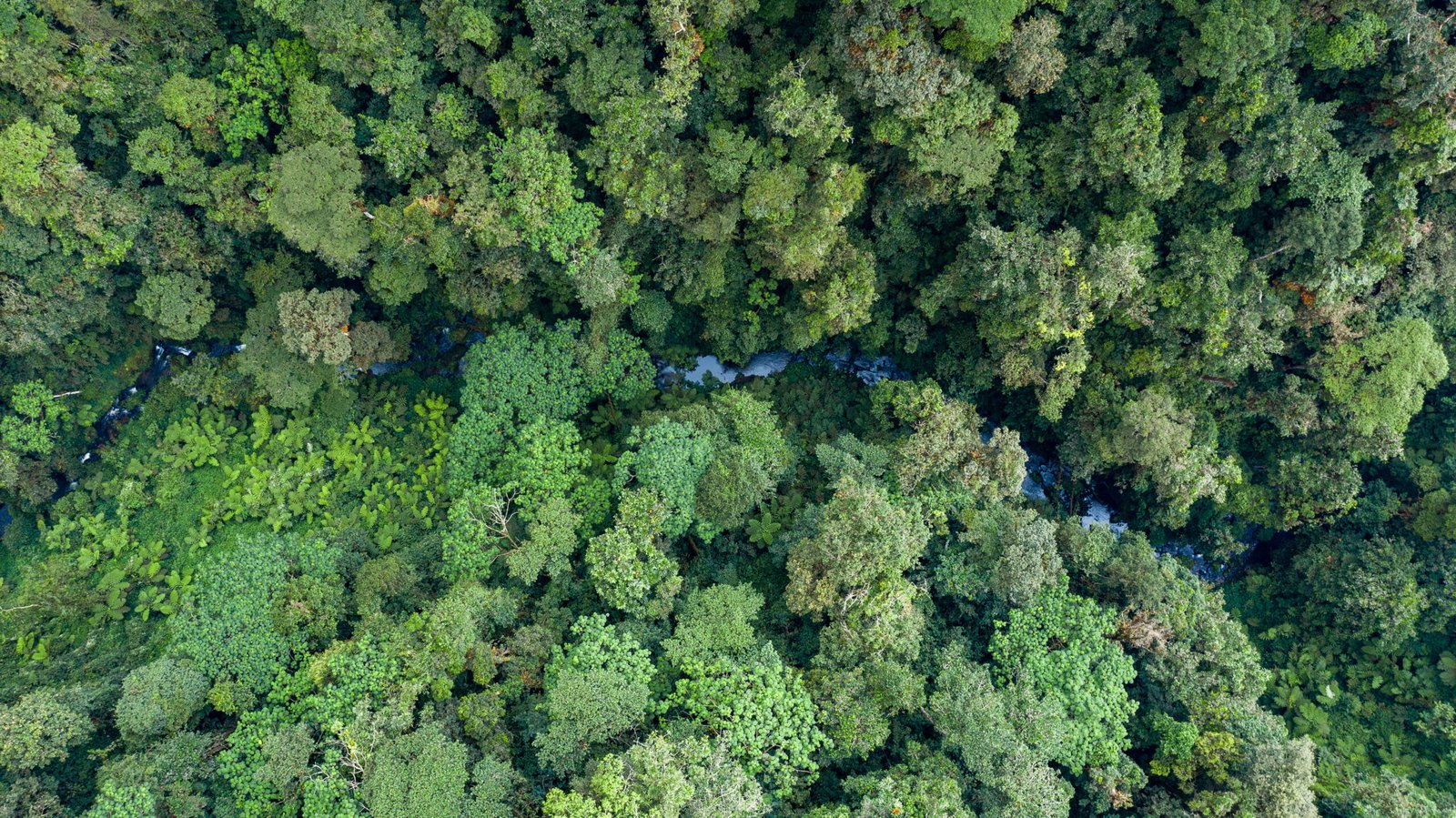 Nyungwe Forest National Park
