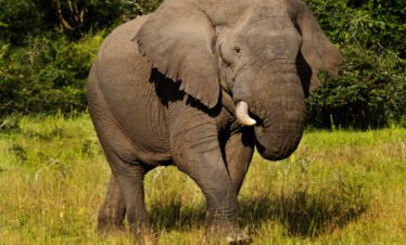 3 Days Akagera National Park Safari