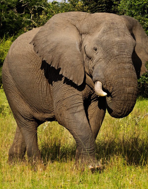 3 Days Akagera National Park Safari