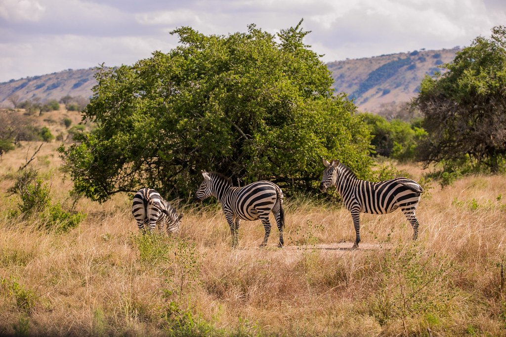 Akagera Safari From Kigali
