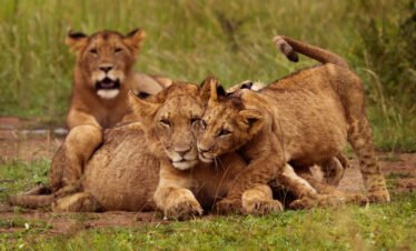 Akagera National Park Safari