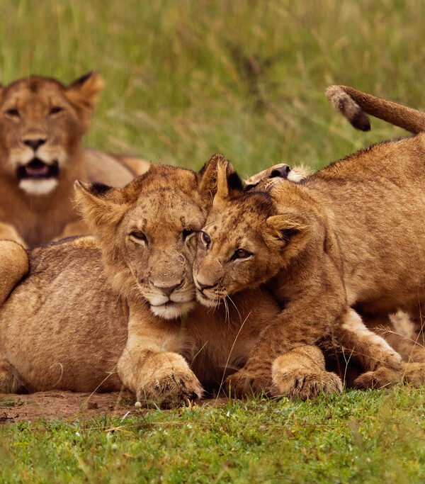 Akagera National Park Safari