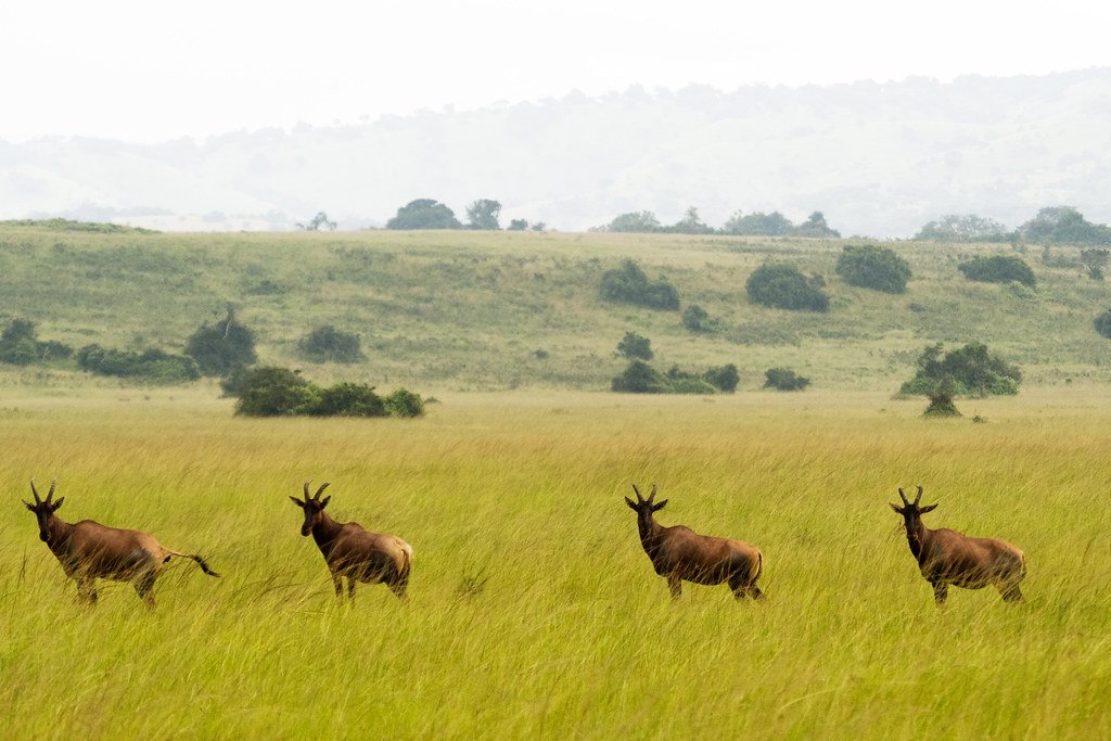 Akagera safari from Kigali