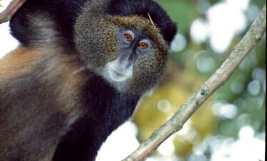 1 Day Golden Monkey Tour