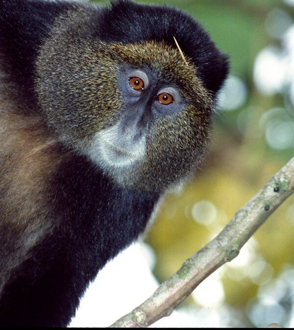 1 Day Golden Monkey Tour