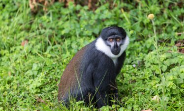 1 day Golden monkey Trekking Tour