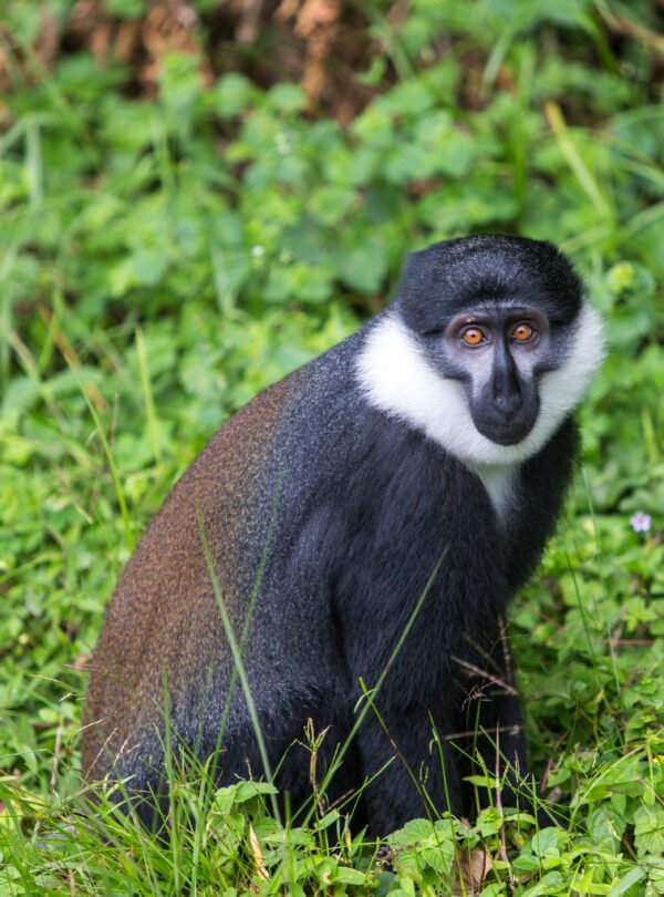 1 day Golden monkey Trekking Tour