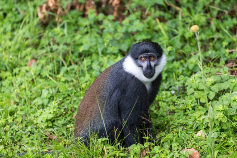1 day Golden monkey Trekking Tour