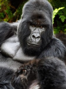 Gorilla Safari in Rwanda
