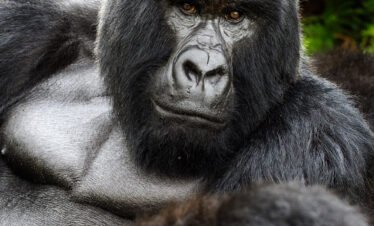 Bwindi Impenetrable National Park
