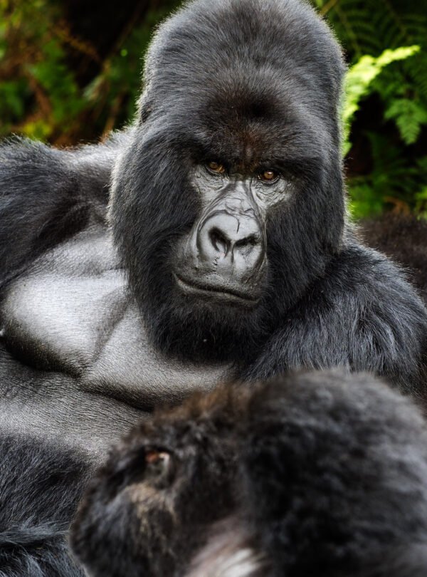 Bwindi Impenetrable National Park