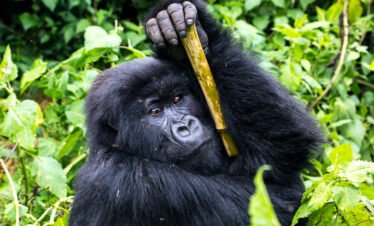 7 Day Gorilla Tour Rwanda