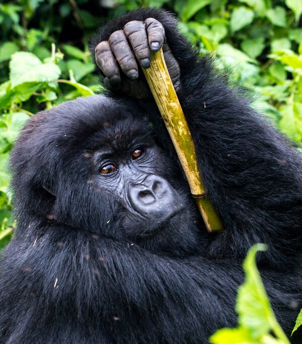 7 Day Gorilla Tour Rwanda