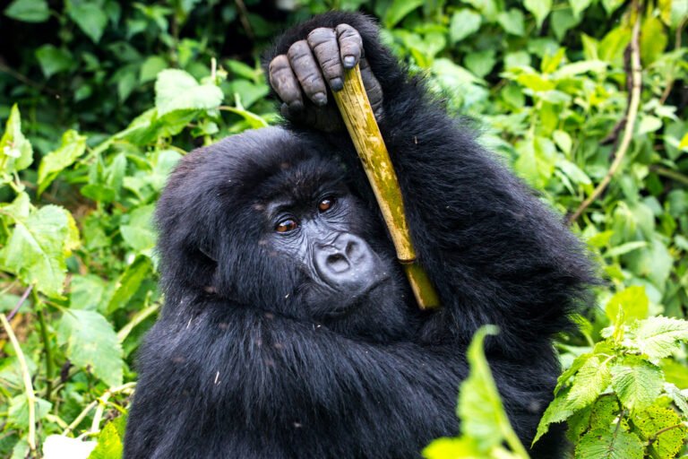Gorilla Trekking Rwanda