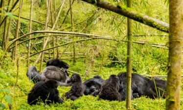 Bwindi Gorilla Safari