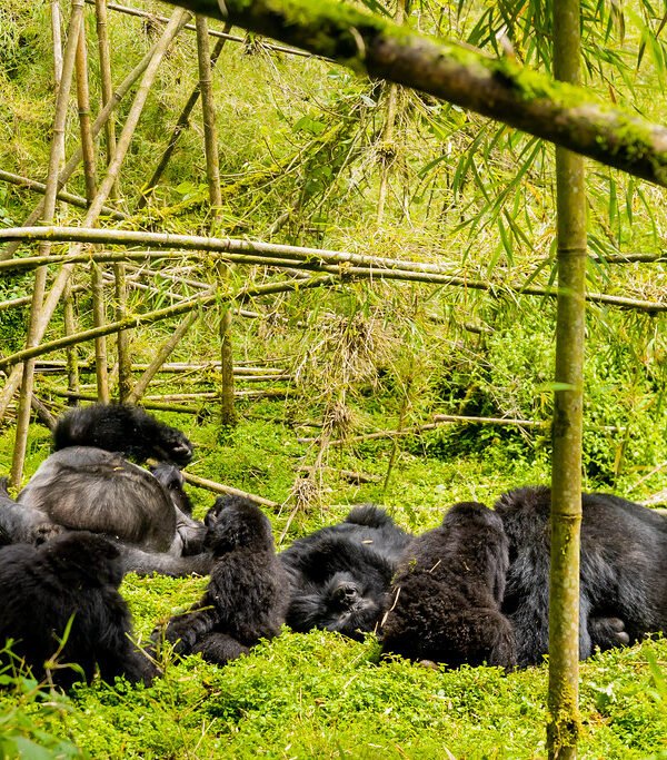 Bwindi Gorilla Safari