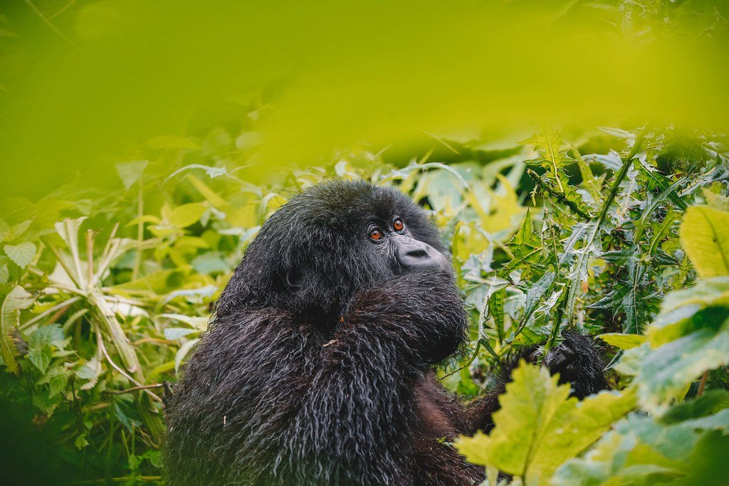 Gorilla Trekking in Rwanda