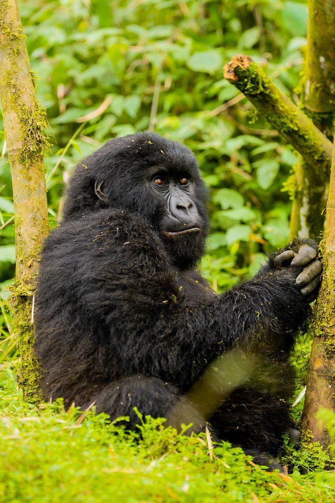 Gorillas in Volcanoes National Park