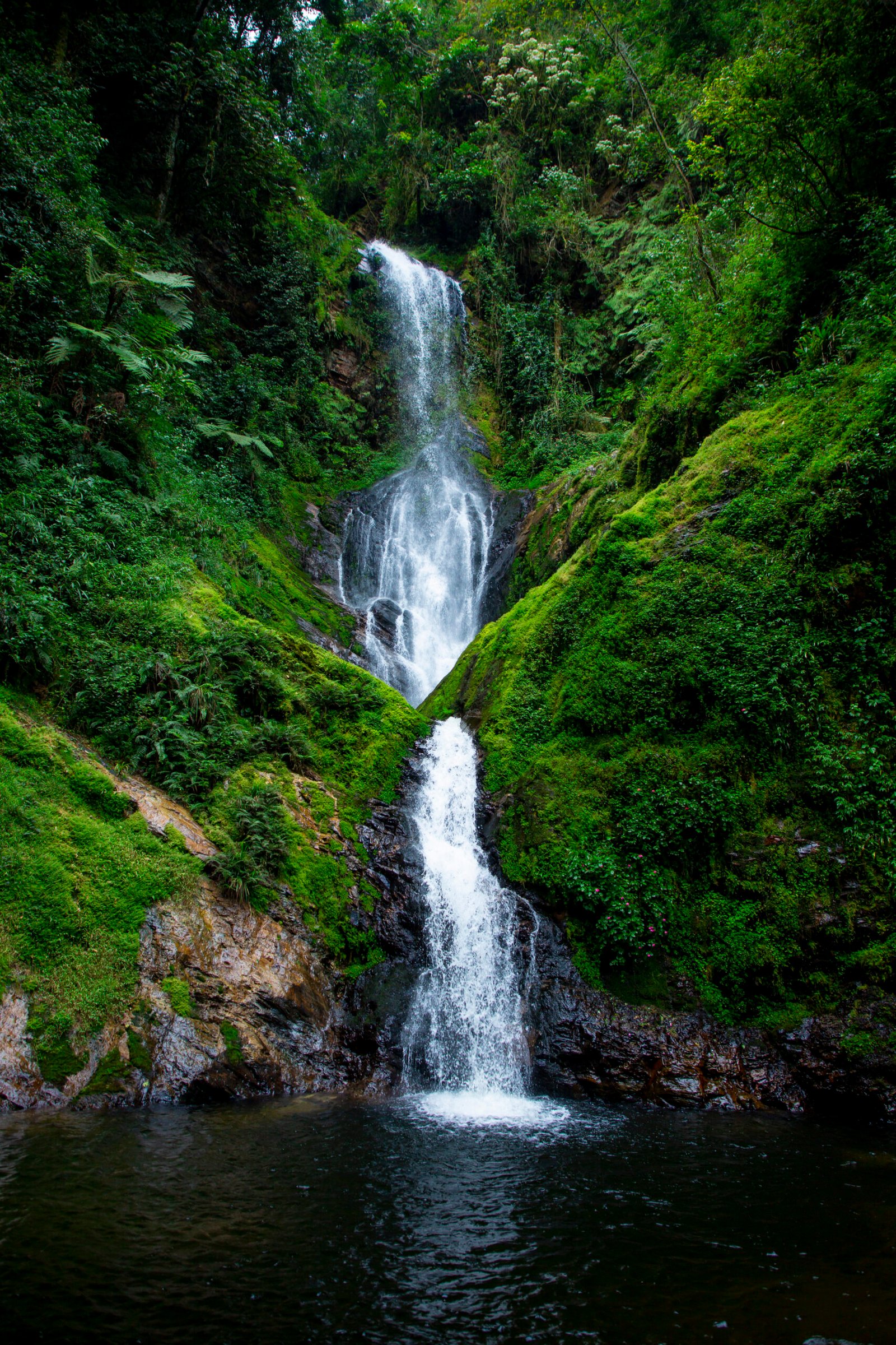 Nyungwe Forest National Park