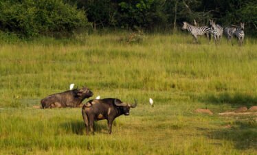 Rwanda Big Five Safari
