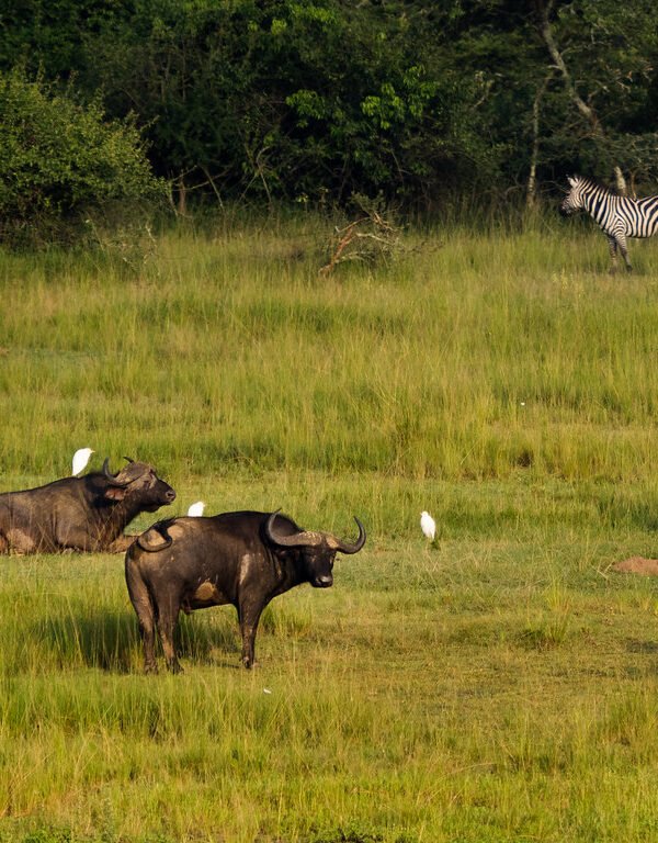 Rwanda Big Five Safari