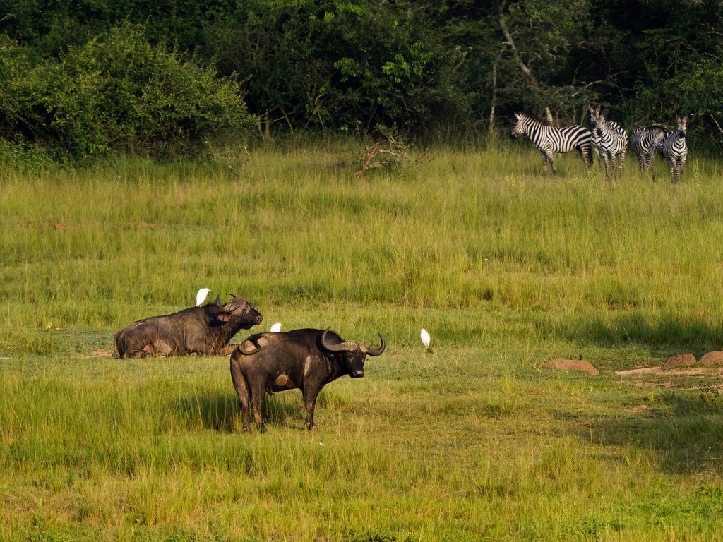 Rwanda Big Five Safari