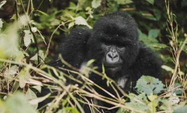 1 Day Gorilla Trekking Rwanda Tour