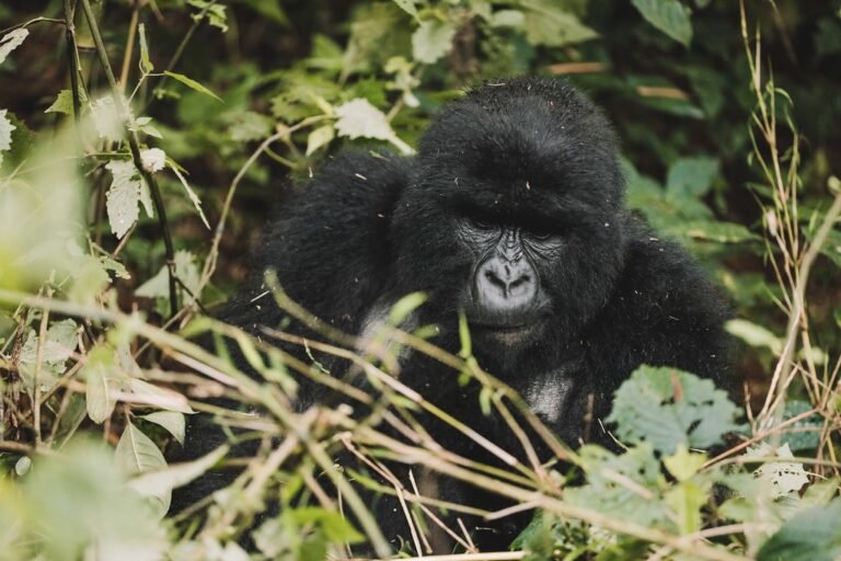 1 Day Gorilla Trekking Rwanda Tour