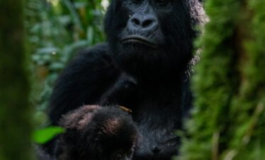 Uganda Safaris