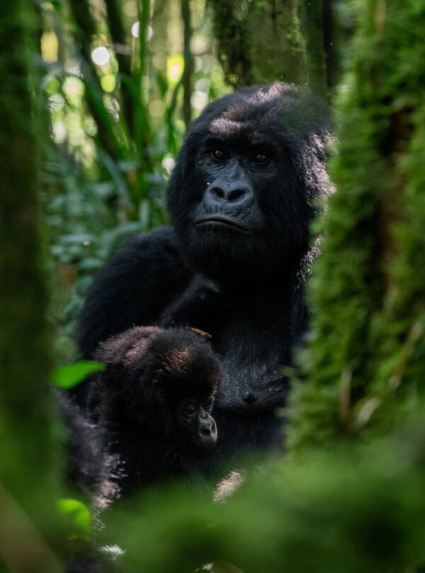 Uganda Safaris