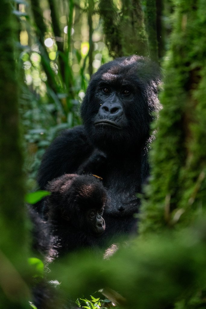 Rwanda Gorilla Tours