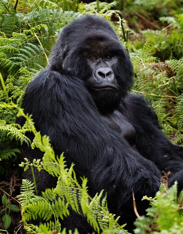1 Day Gorilla Trekking Rwanda Tour