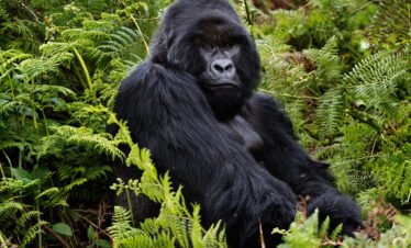 Primates Safari Experts