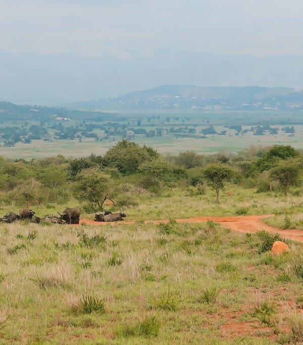 Akagera National Park Safari