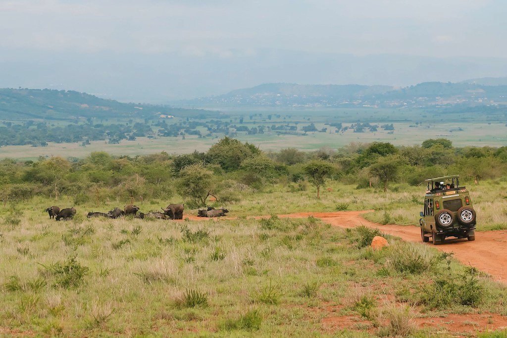 Akagera National Park Safari