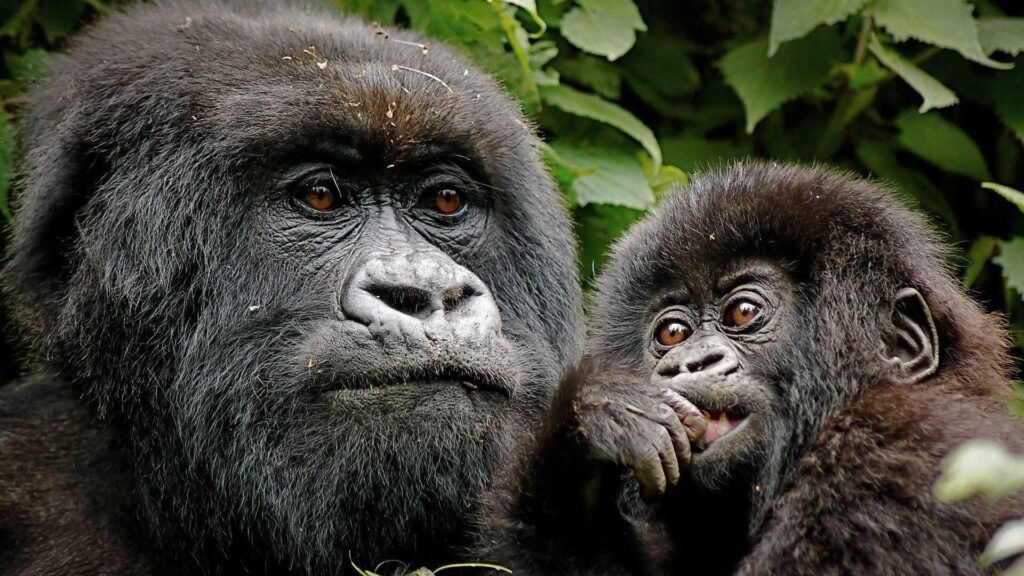 Bwindi Gorilla Safari