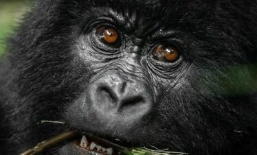 7 Day Rwanda Luxury Safari