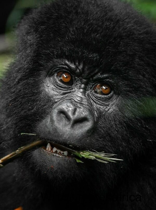 7 Day Rwanda Luxury Safari