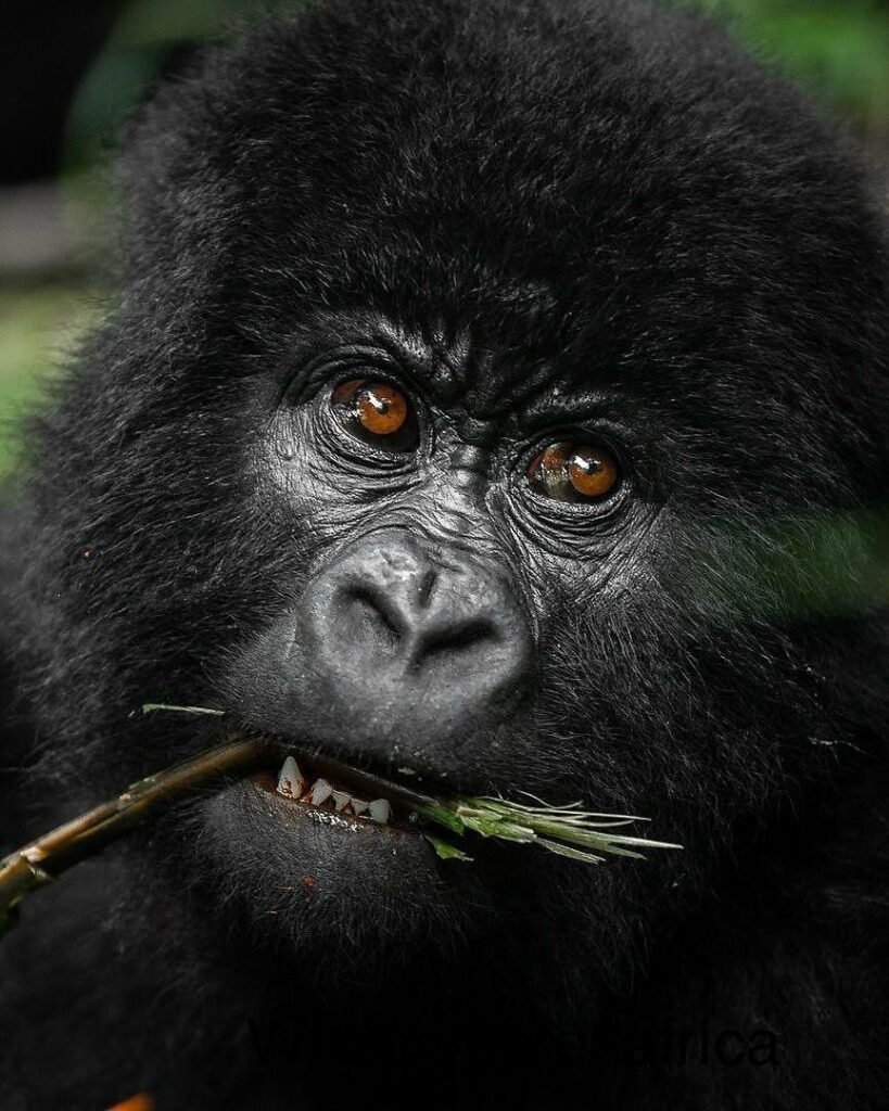 7 Day Rwanda Luxury Safari