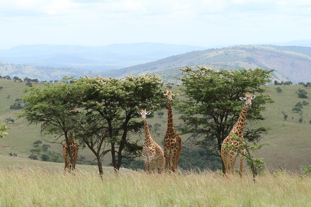 Rwanda Wildlife Safaris