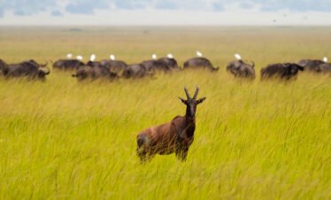 Akagera National Park Safari from Kigali