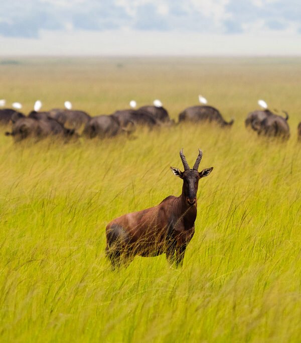 Akagera National Park Safari from Kigali