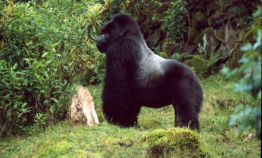 Rwanda Gorilla Trekking cost