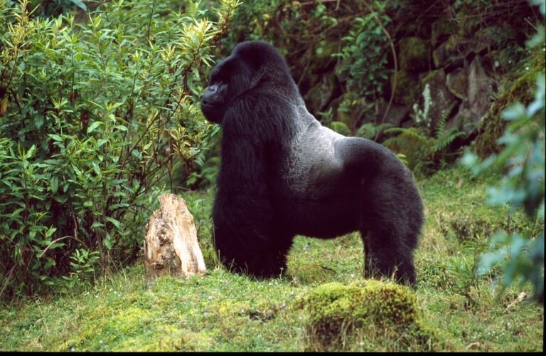 Rwanda Gorilla Trekking cost