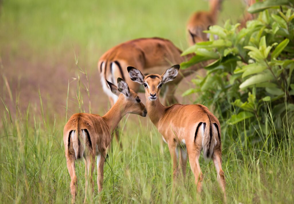 Akagera National Park Park Safari