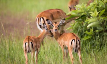 Akagera National Park Park Safari