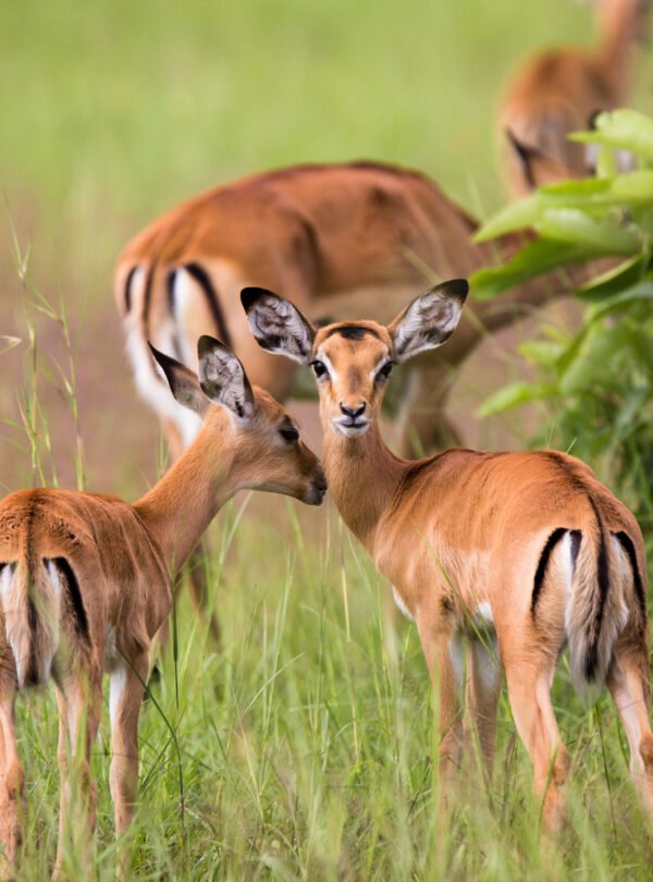 Akagera National Park Park Safari