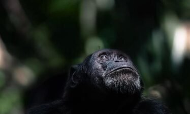 Kibale Forest National Park